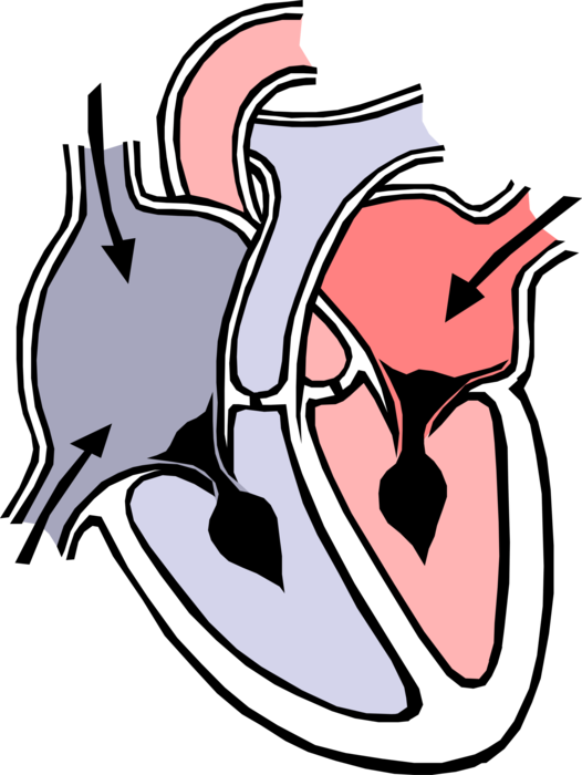 Vector Illustration of Human Heart Chambers
