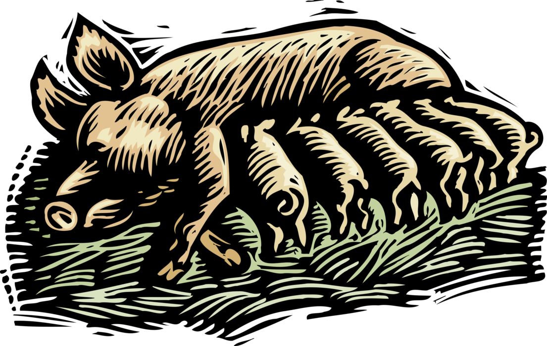 Vector Illustration of Farm Piglets in Pigsty Pigpen Suckle Mother Sow Pig