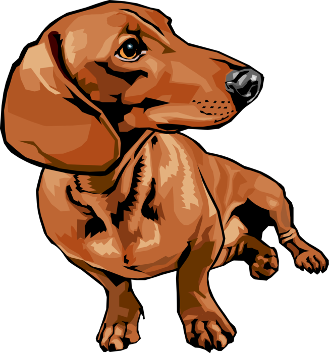 Vector Illustration of Cute Dachshund Dog Sitting and Turning Its Head