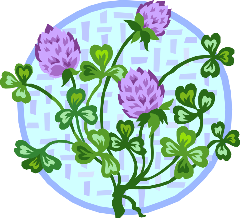 Vector Illustration of Clover Flowers and Botanical Horticulture Shamrock Leaves