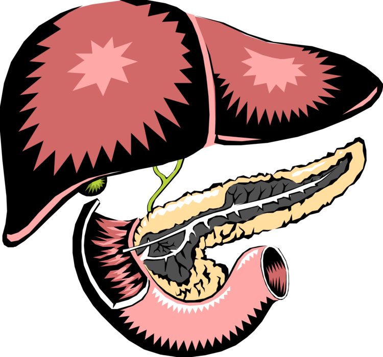 Vector Illustration of Human Liver & Pancreas
