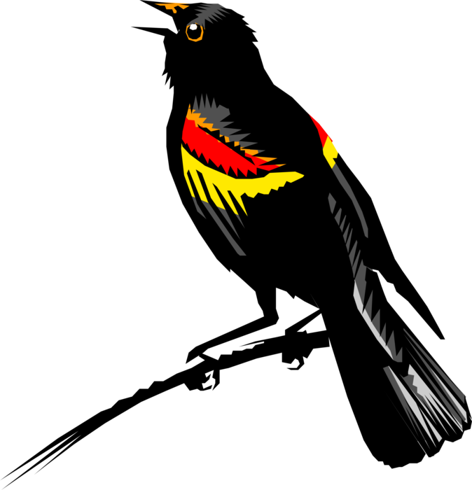 Vector Illustration of Redwing Blackbird Feathered Vertebrate Bird