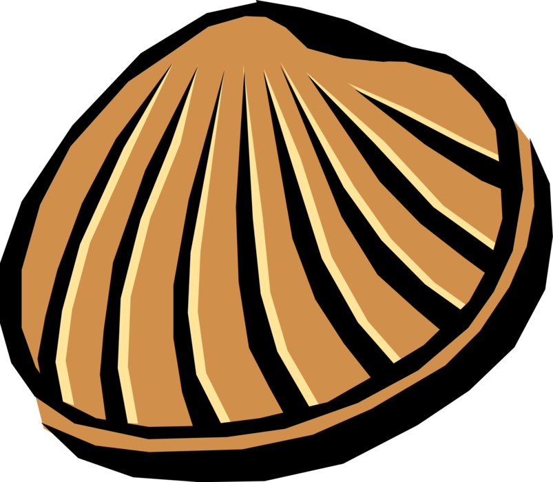 Vector Illustration of Marine Mollusk Seashell