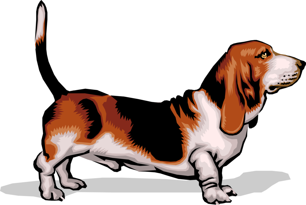Vector Illustration of Short-Legged Basset Hound Dog