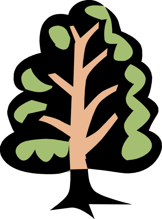 Vector Illustration of Deciduous Forest Tree Shows Trunk
