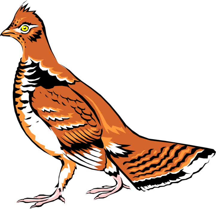 Vector Illustration of Grouse Family Ptarmigan Gamebird