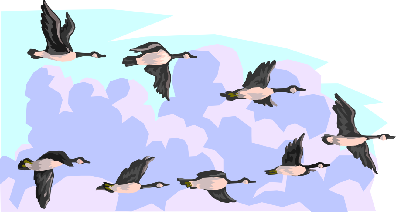 Vector Illustration of Migrating Canada Geese Flying South