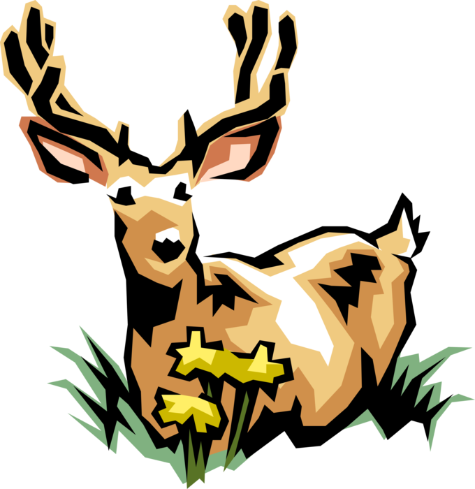 Vector Illustration of Ruminant Mammal White-Tailed Deer