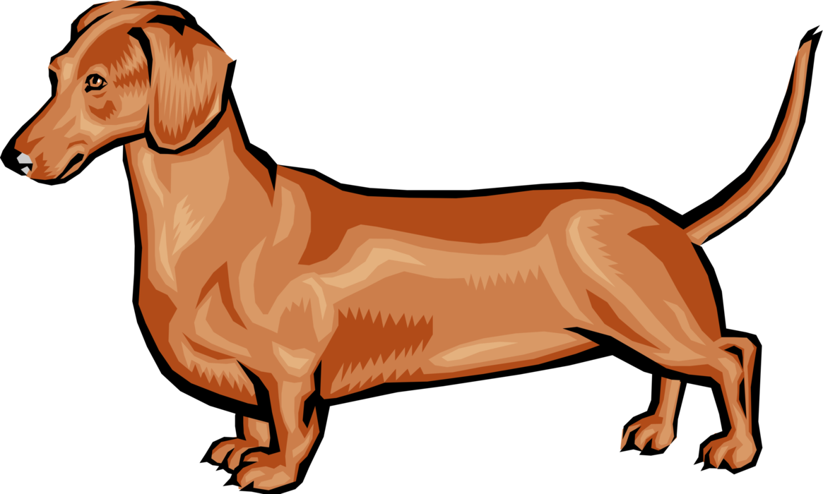 Vector Illustration of Family Pet Short-Legged Dachshund Dog