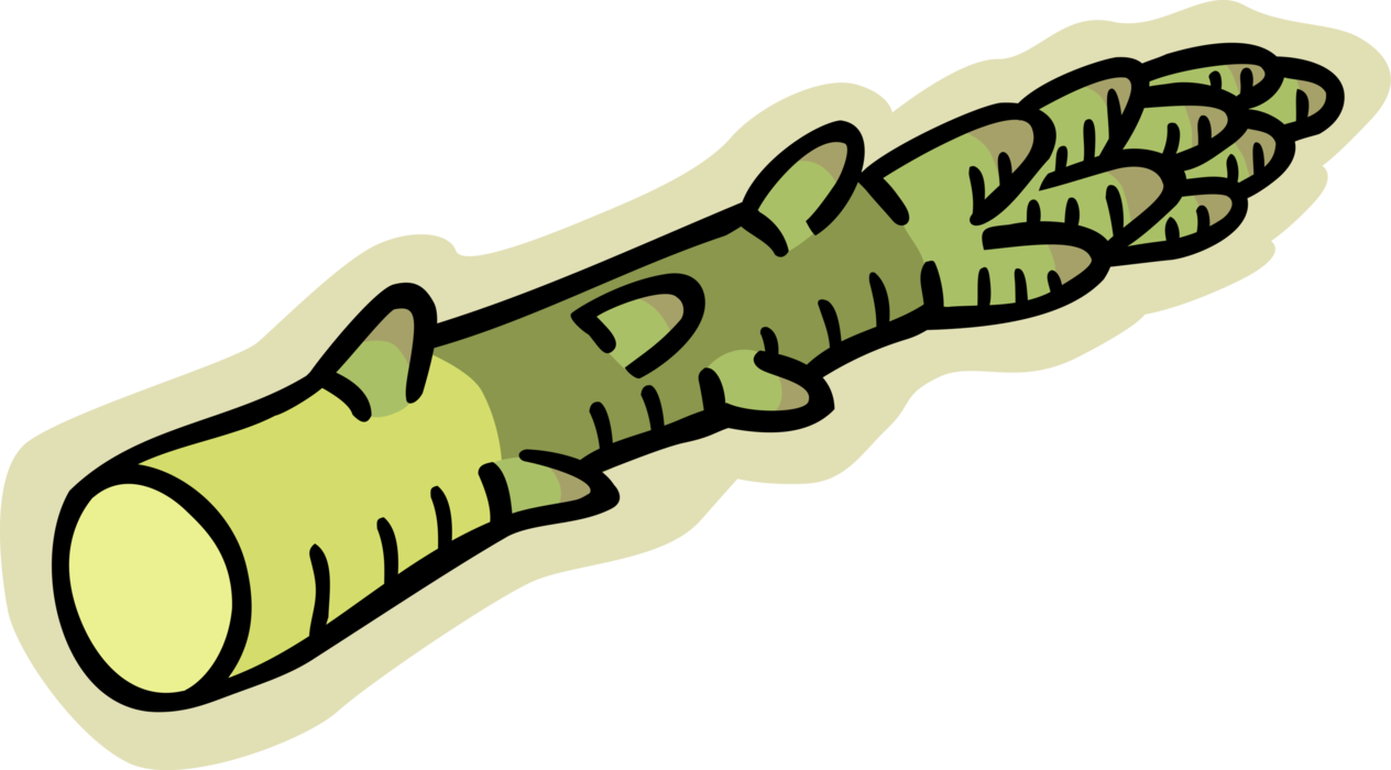 Vector Illustration of Vegetable Asparagus Spear