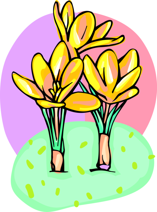 Vector Illustration of Spring Yellow Crocus Perennial Flowering Plant Flower Blossom
