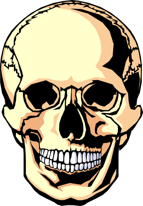 Vector Illustration of Human Skull Head
