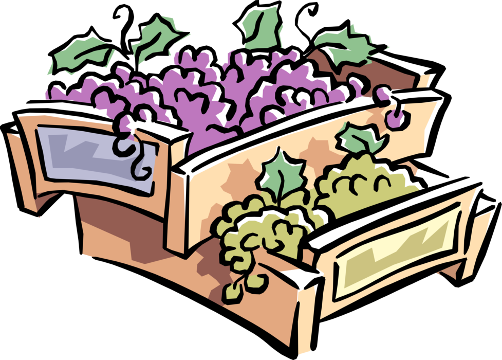 Vector Illustration of Vineyard Wine Grape Fruit Harvest