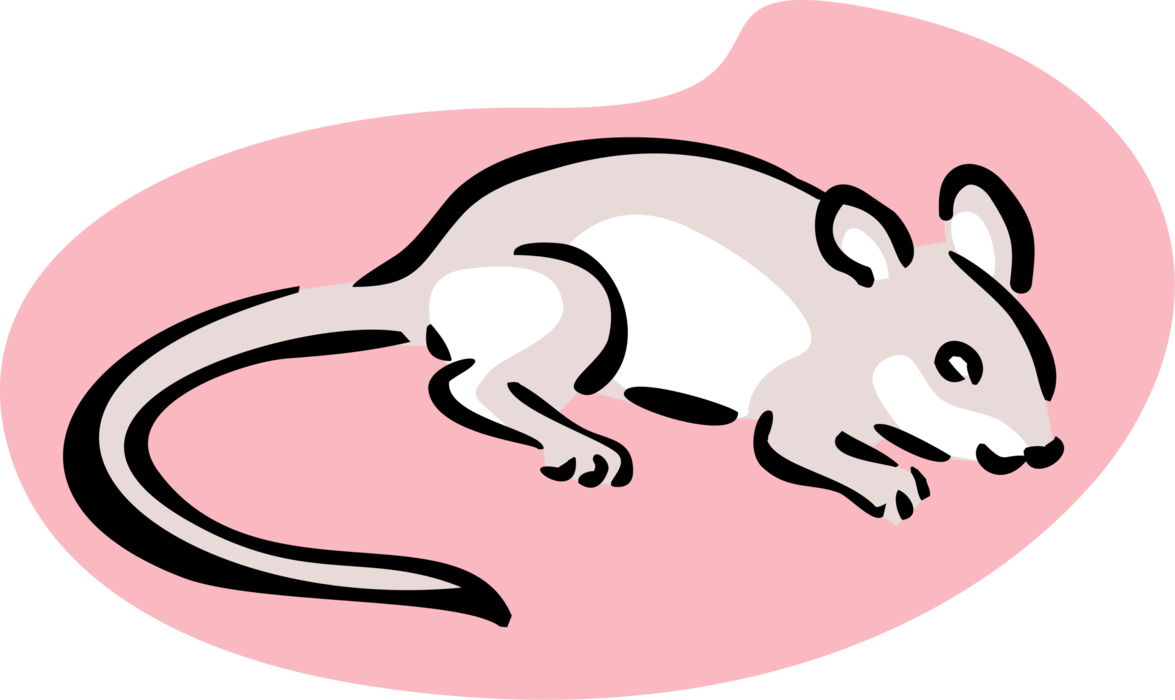 Vector Illustration of Rodent Mouse Animal