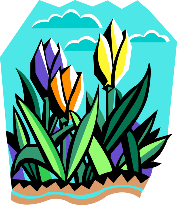 Vector Illustration of Tulip Bulbous Plants Blooming in Spring Garden