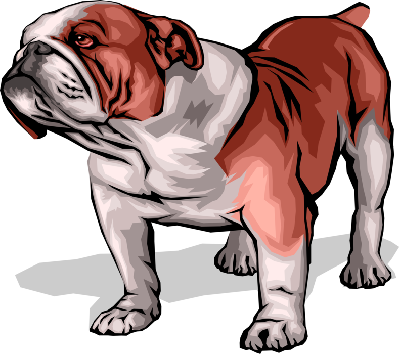 Vector Illustration of British Bulldog Family Pet Puppy Dog Looking Up