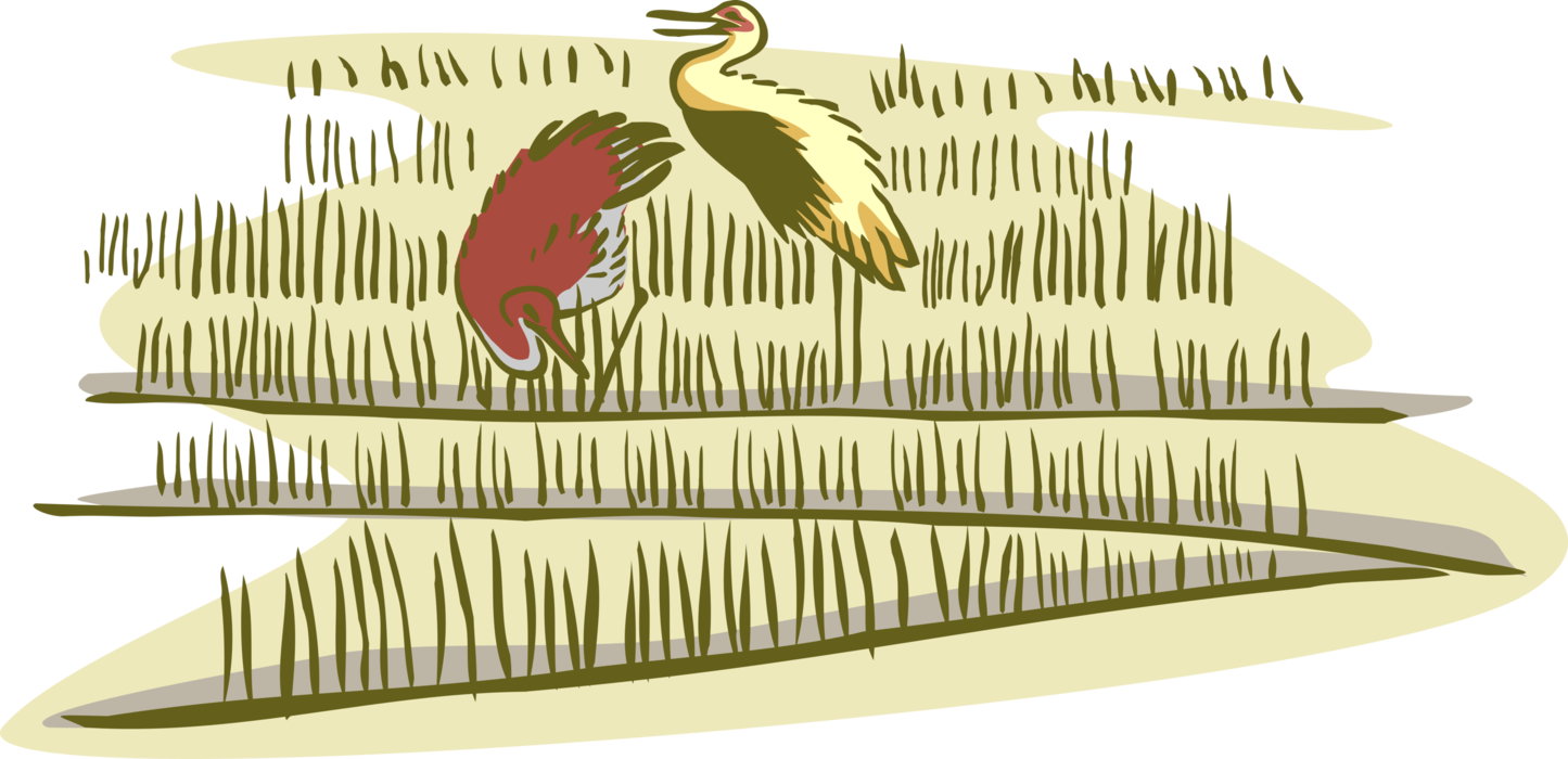 Vector Illustration of Heron Cranes Standing in Marsh