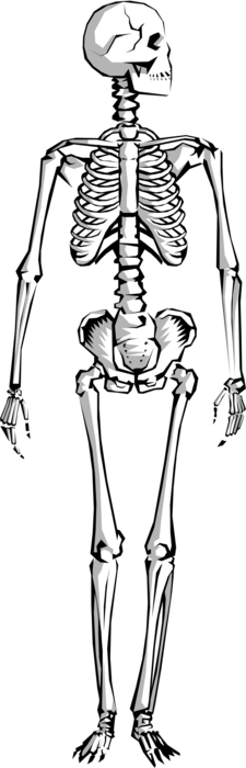 Vector Illustration of Human Skeleton