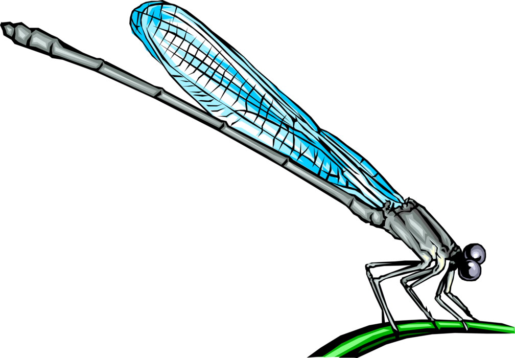 Vector Illustration of Damselfly Insect Bug