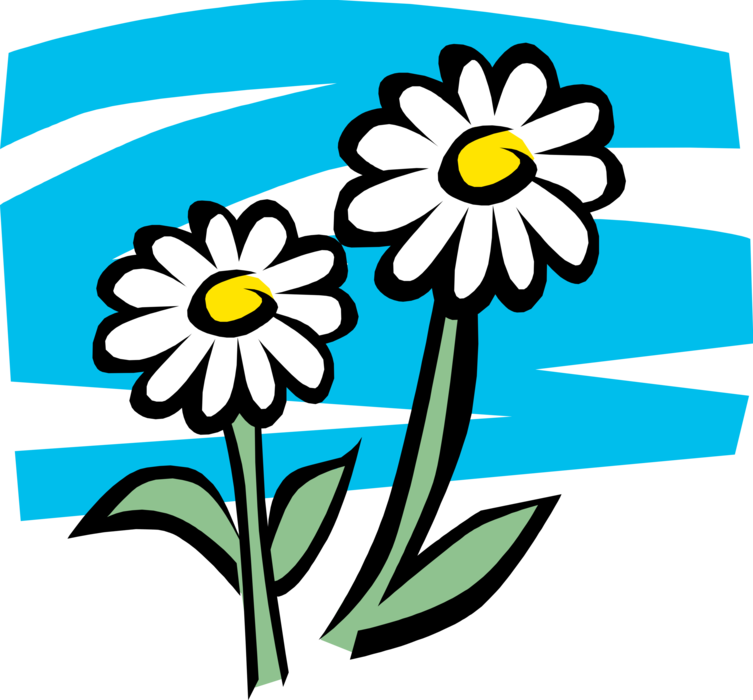 Vector Illustration of White Daisy Flowers