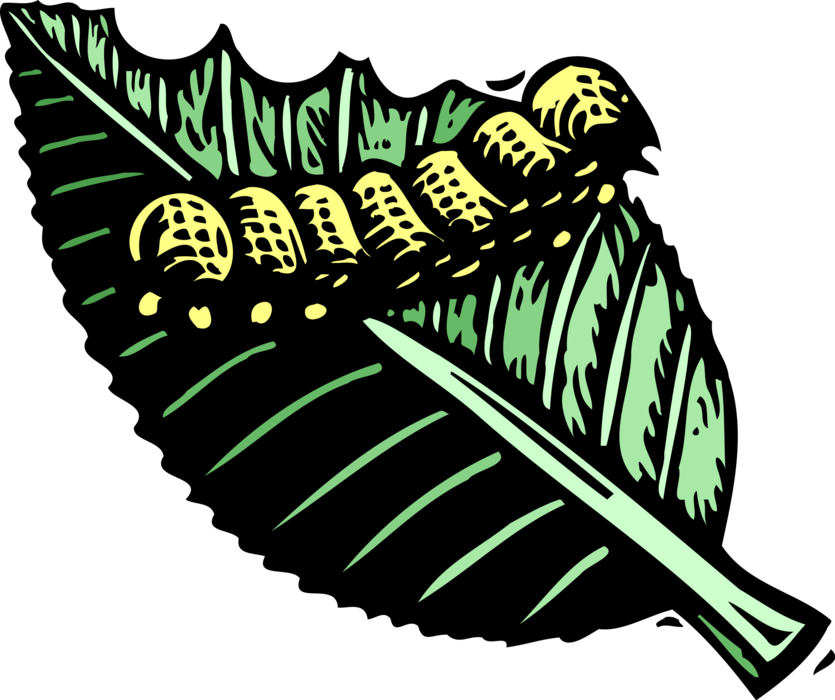 Vector Illustration of Caterpillar Insect Bug Feeding on Leaf