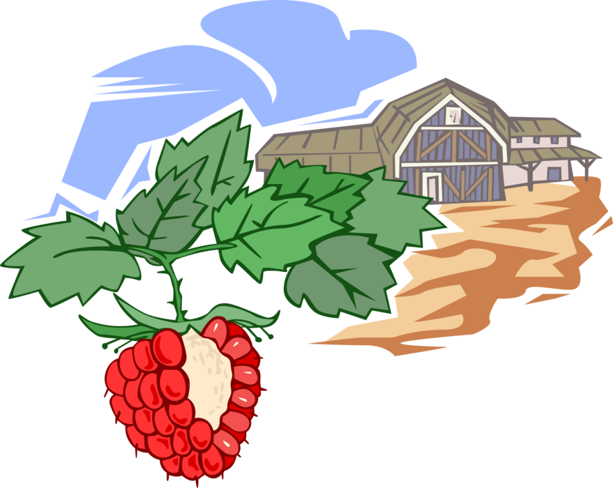 Vector Illustration of Bramble Fruit Raspberry Farming