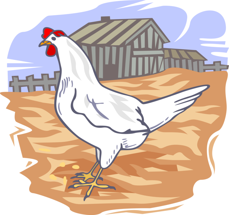 Vector Illustration of Domesticated Fowl Chicken on Poultry Farm