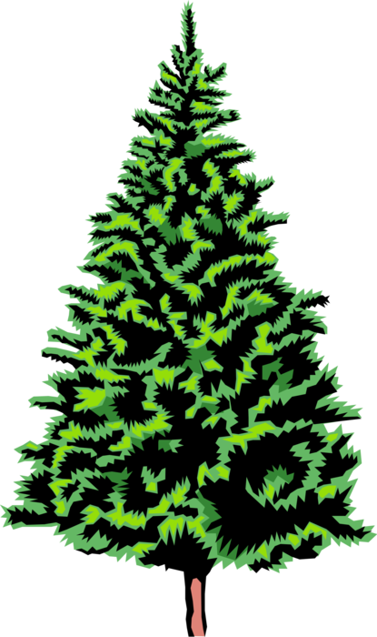 Vector Illustration of Coniferous Evergreen Spruce Fir Tree