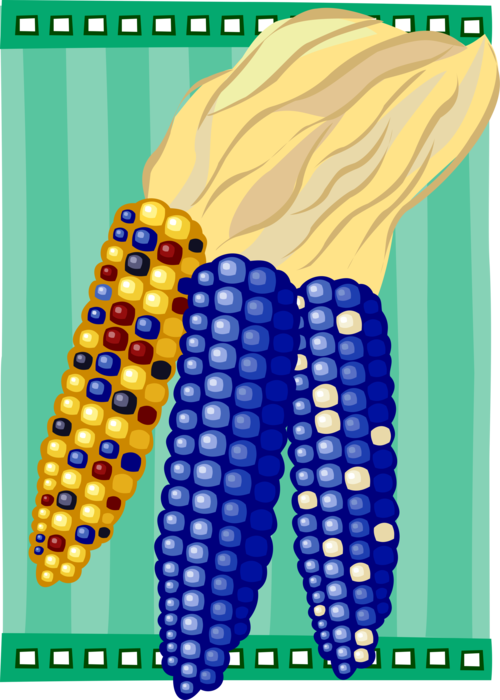 Vector Illustration of South Western Indian Corn Maize
