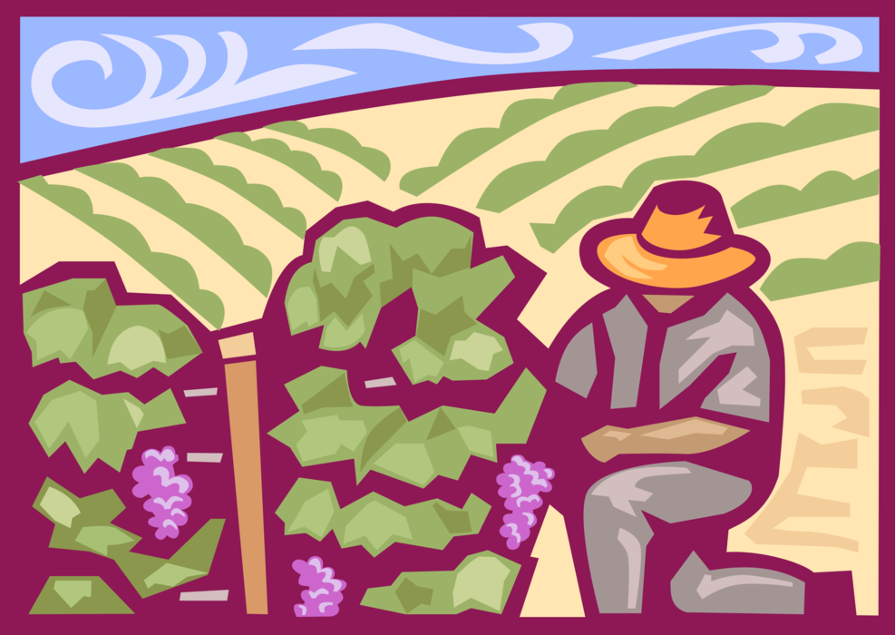 Vector Illustration of Vineyard Worker Harvesting Fruit Grapes from Vines for Winemaking
