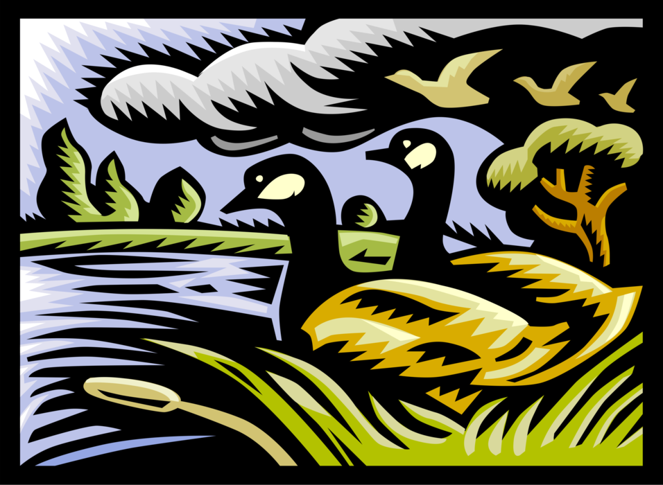 Vector Illustration of Canada Geese Birds Swim in Water with Bulrushes
