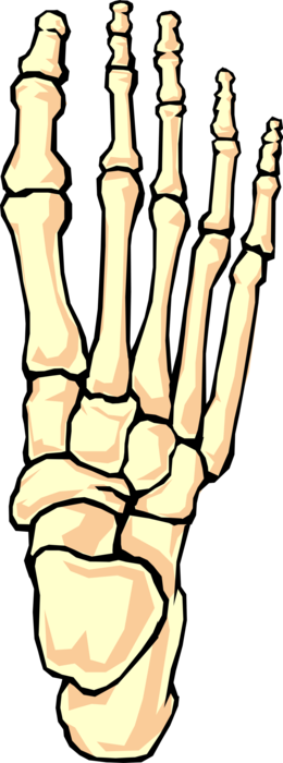 Vector Illustration of Human Foot Skeletal Bones