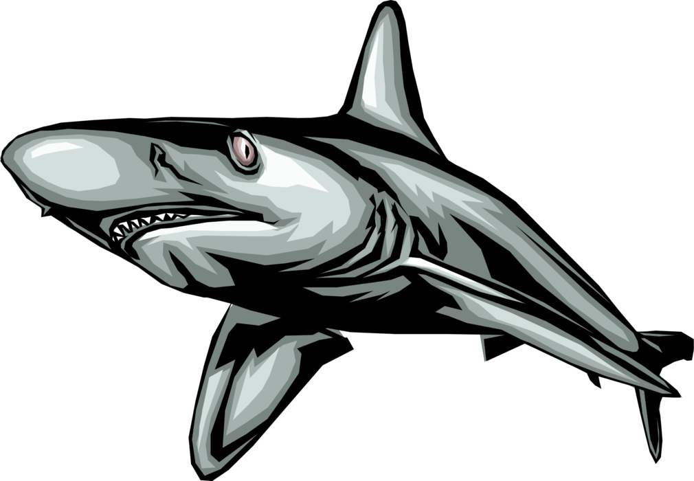 Vector Illustration of Marine Predator Great White Shark