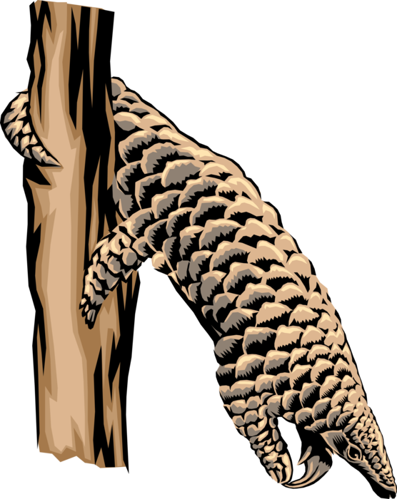 Vector Illustration of Equatorial Africa Insect-Seeking Tree Pangolin 
