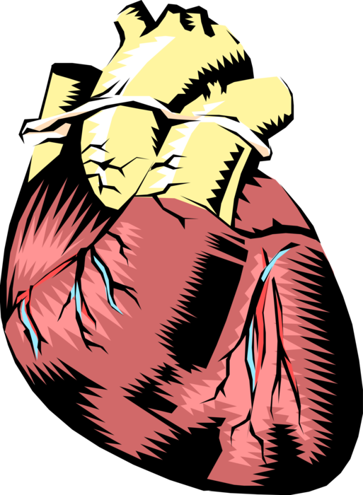 Vector Illustration of Human Heart with Aorta