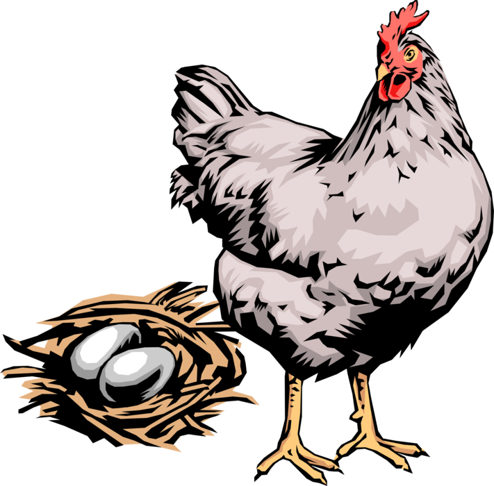 Vector Illustration of Domesticated Fowl Hen Chicken with Eggs in Nest