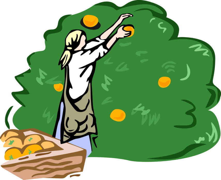 Vector Illustration of Orchard Worker Harvesting Citrus Oranges from Tree
