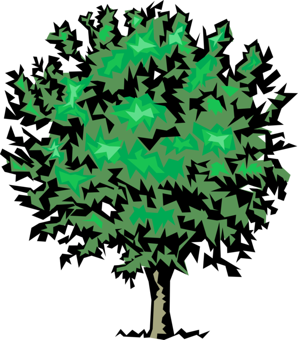 Vector Illustration of Mature Deciduous Tree