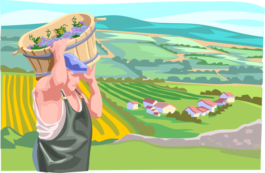 Vector Illustration of European Vineyard Wine Grape Harvest with Sprawling Countryside