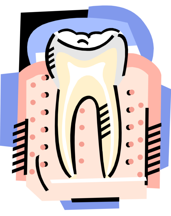 Vector Illustration of The Human Tooth