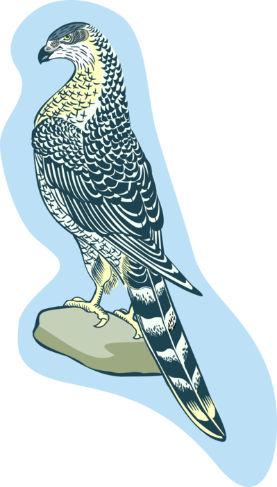 Vector Illustration of Feathered Bird of Prey Hawk
