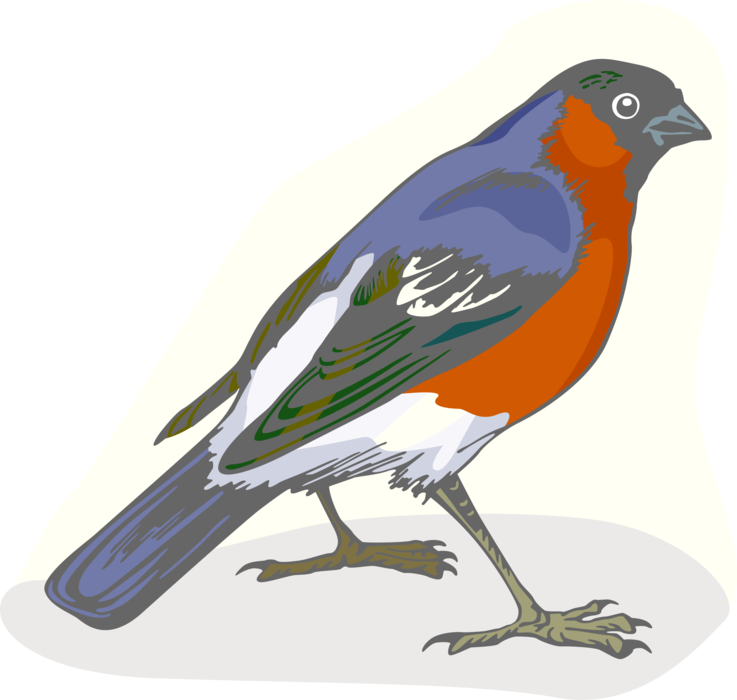 Vector Illustration of Feathered Bird with Red Breast