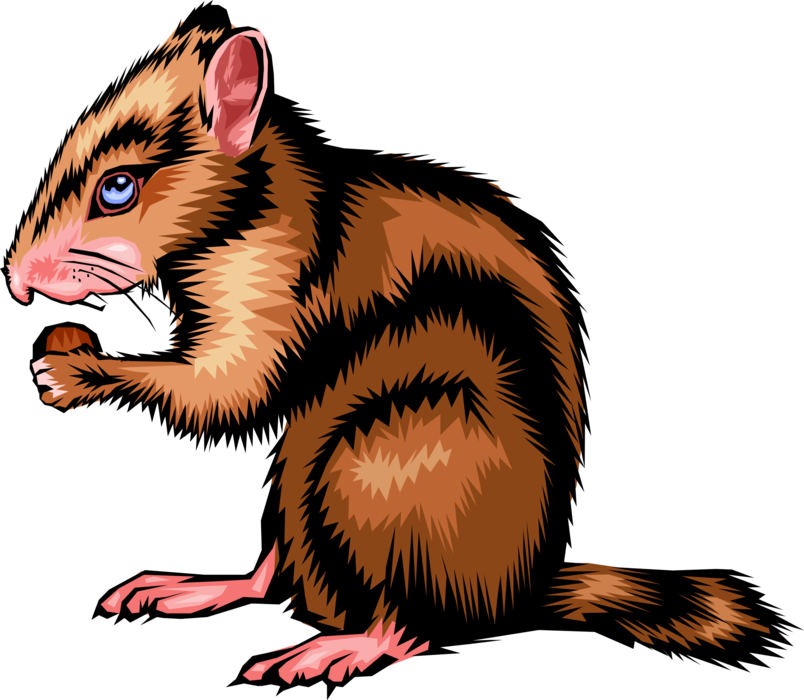 Vector Illustration of North American Small Rodent Chipmunk Eats Hard Shelled Nut