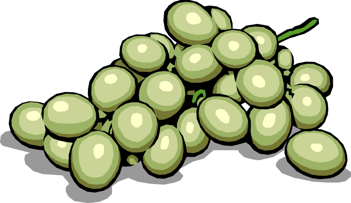 Vector Illustration of Edible Grapevine Fruit Green Grapes