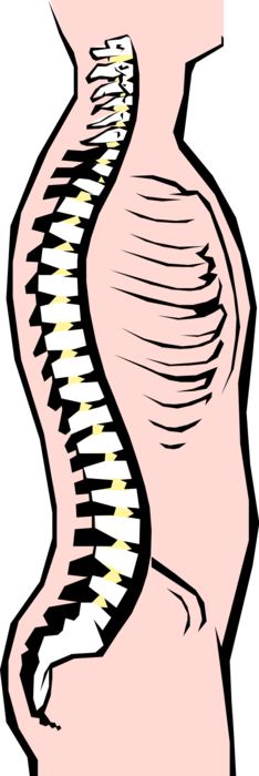 Vector Illustration of Human Spine and Vertebral Column