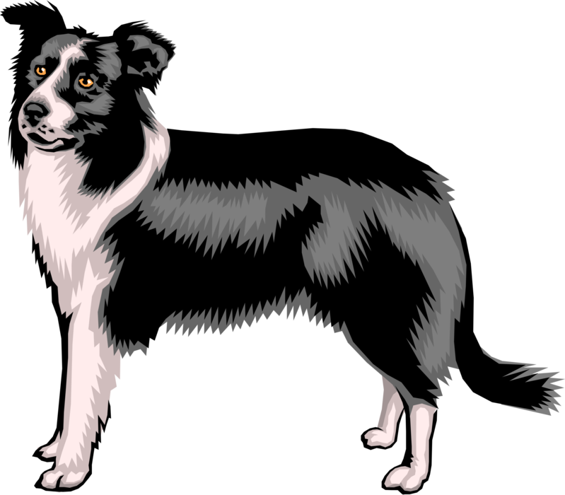 Vector Illustration of Border Collie Sheep Dog