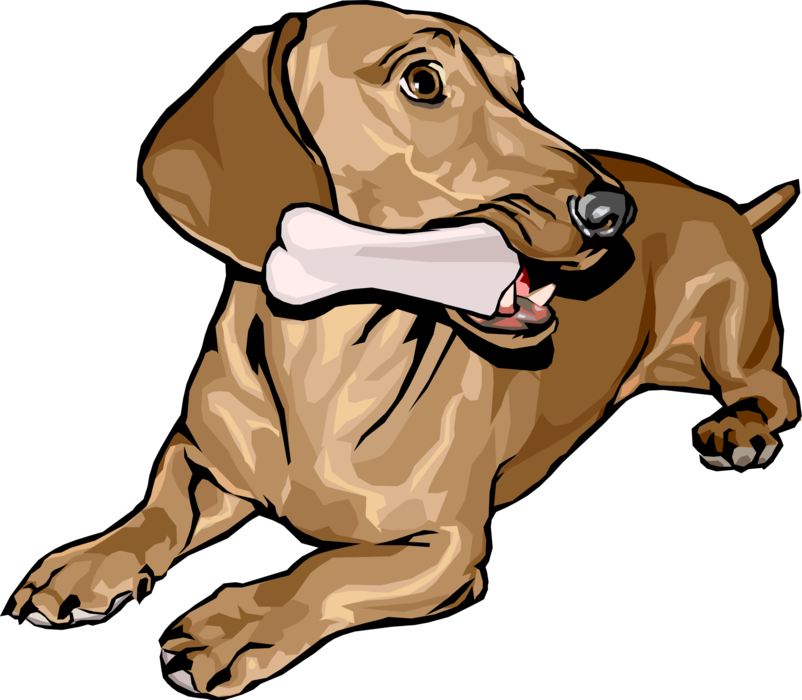Vector Illustration of Cute Dachshund Dog Lying Down with Bone