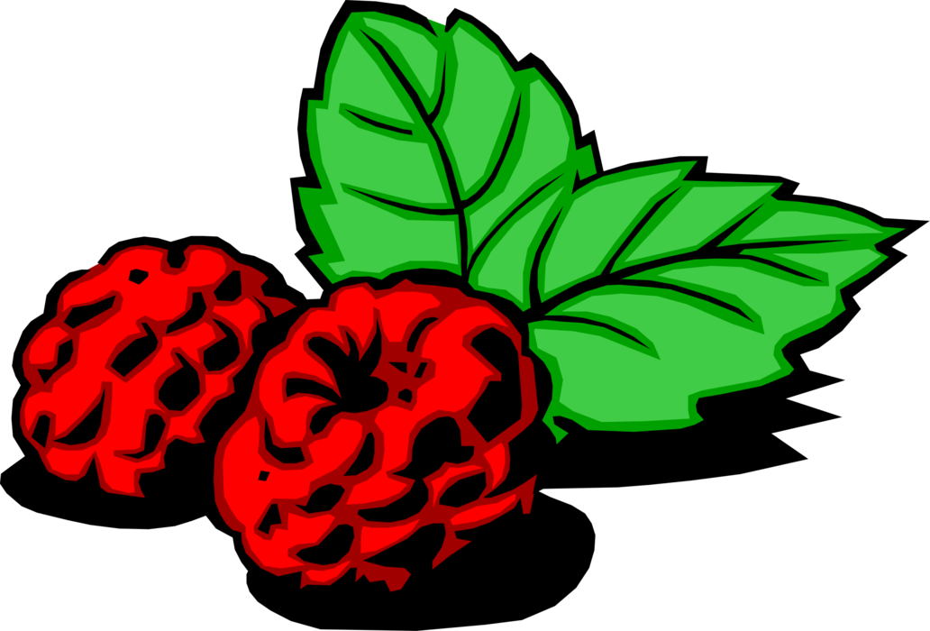 Vector Illustration of Bramble Fruit Raspberry Edible Fruit