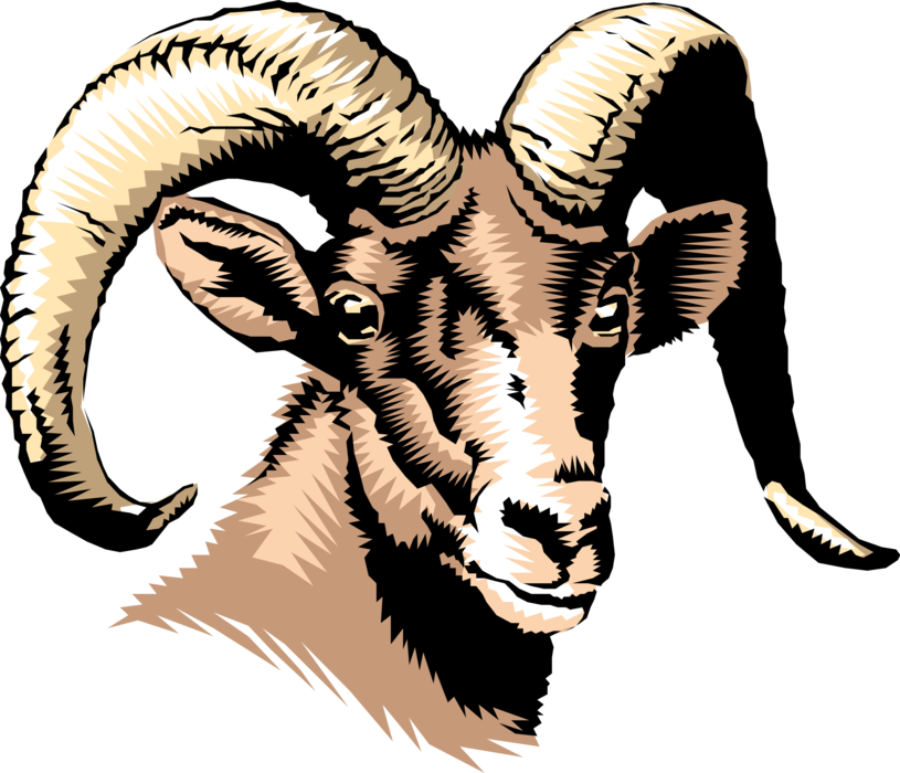 Vector Illustration of Thinhorn Dall Sheep Head and Horns