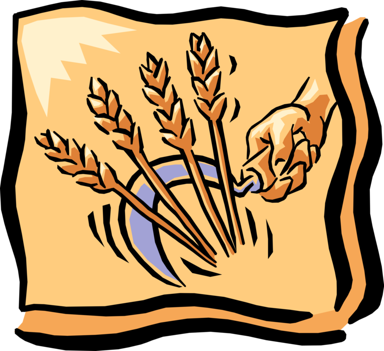 Vector Illustration of Hand with Sickle Harvests Wheat Grain of Cereal Grass